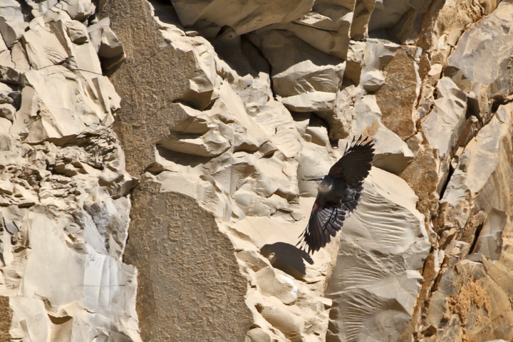 Picchio muraiolo volante